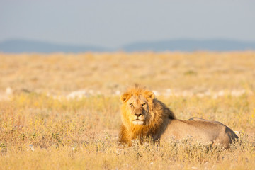 Etosha National Park, Namibia. Male lion (panthera leo) in habitat.