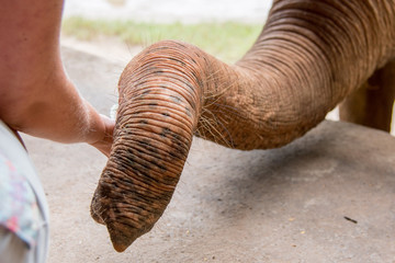 Naklejka premium Close-up of the trunk of an elephant in a an elephant rescue and rehabilitation center in Northern Thailand - Asia