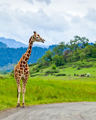 Fototapeta premium A giraffe standing by the side of the road like it's waiting at a bus stop