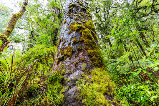 Ein mit Moos bewachsender Kauri  Baumriese, Coromandel Halbinsel, Neuseeland