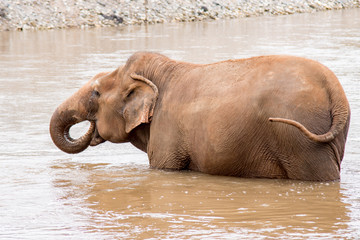 Elephant walking and playing in the water in a an elephant rescue and rehabilitation center in Northern Thailand - Asia