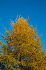 Fototapeta na wymiar yellow tree in autumn