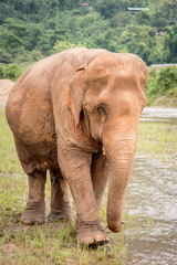 Elephant walking near the water in a an elephant rescue and rehabilitation center in Northern Thailand - Asia