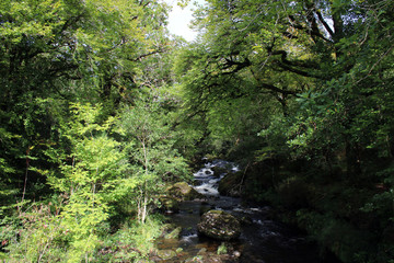 Fototapeta na wymiar Stream through the bushes on the Cork Kerry mountains