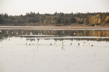 Fototapeta na wymiar lake with birds