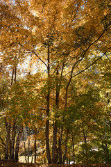 autunno panorama autunnale bosco montagna foglie alberi