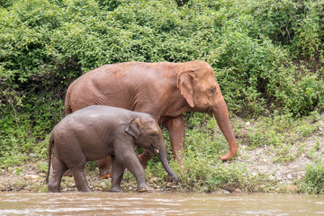 2 elephants (1 adult and 1 baby) walking near the water in a an elephant rescue and rehabilitation center in Northern Thailand - Asia