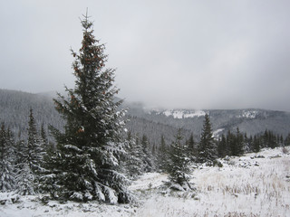 Fabulous winter in the Carpathians. Christmas trees, mountains
