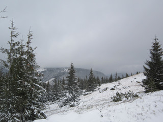 Fabulous winter in the Carpathians. Christmas trees, mountains