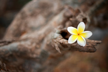 Plumeria flower in timber background ,selective focus and small deep of field.