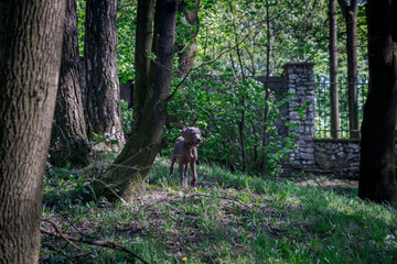 Dog In Forest