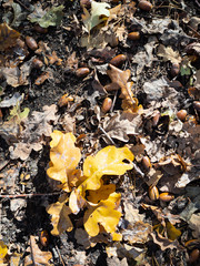 fallen oak leaves lit by sun on ground in forest