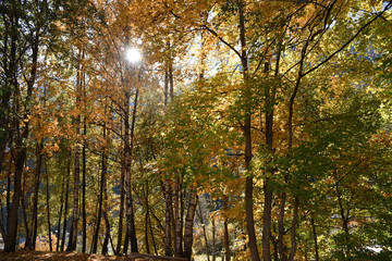 autunno panorama autunnale bosco montagna foglie alberi
