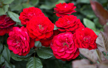 Red color roses with green leaves bloom in rose garden