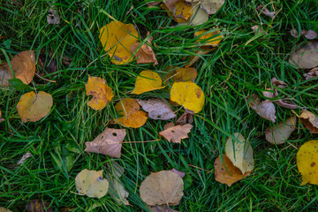 autumn leaves on grass