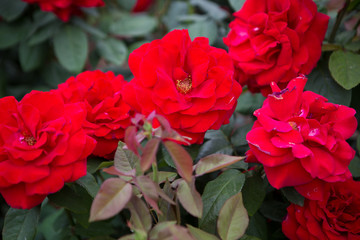 Red color roses with green leaves bloom in rose garden