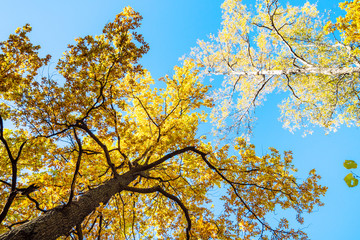 bottom view of tops of oak and birch trees