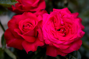 Red and pink color rose with green leaves bloom in garden