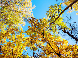 bottom view of colorful tops of trees lit by sun