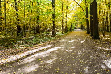alley covered by fallen leaves in urban park