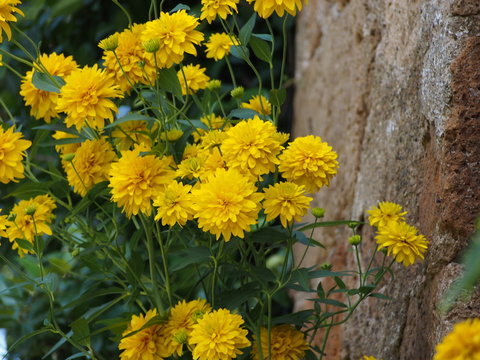 Featured image of post Pianta Grassa Fiori Gialli Un altra pianta grassa dai fiori gialli dalla medesima forma il sedum
