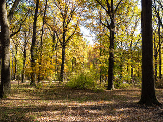 pathes to playground in oak grove lit by sun