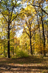 Obraz premium meadow in oak grove lit by sun in urban park