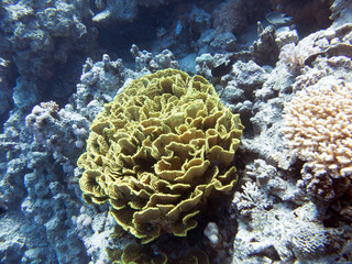 Obraz premium Rotes Meer