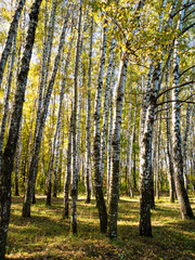 Fototapeta premium birch copse of urban park in autumn