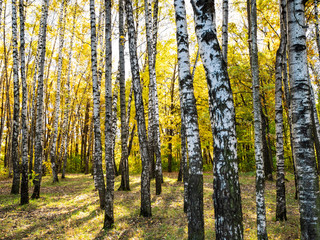 birch grove of urban park in autumn