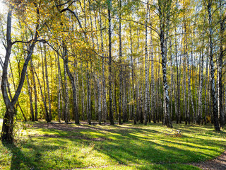 meadow in birch grove of urban park in autumn