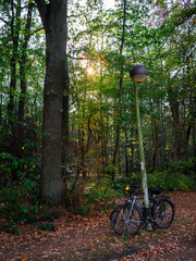 bicicletas junto al bosque y farola en un atardecer