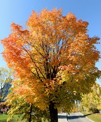 Fall in Ottawa