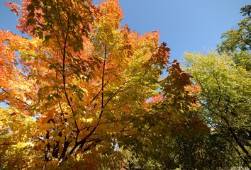 Fall in Ottawa