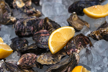 Fresh oysters on ice with slices of lemon