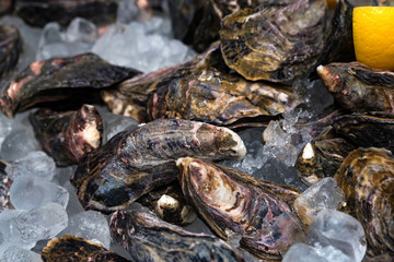 Fresh oysters on ice with slices of lemon