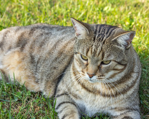 cat on grass