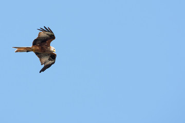 CEREDIGION, WALES. Red kite (milvus milvus) in flight.