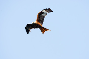 CEREDIGION, WALES Red kite (milvus milvus) in flight.