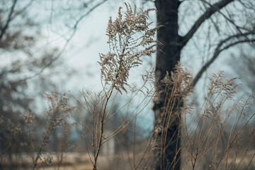 Close-up of tall dried goldenrod in a savanna environment in the winter with large bare oak trees in the background. Room for text. 