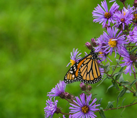 monarch butterfly landing on purple aster in fall 