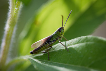 Meadow grasshopper (Chorthippus parallelus)