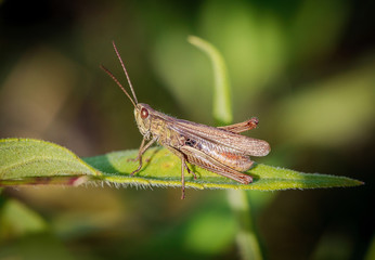 Meadow grasshopper (Chorthippus parallelus)