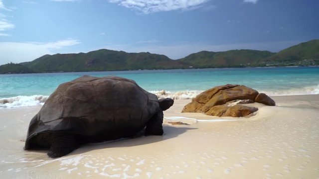 Aldabra Giant tortoise standing in sea water on beach (granitic island) as waves crash over, scenic view on Tropical island, Seychelles. Slow motion 50p.