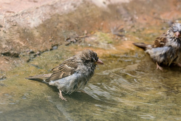 Badender Haussperling, Passer domesticus