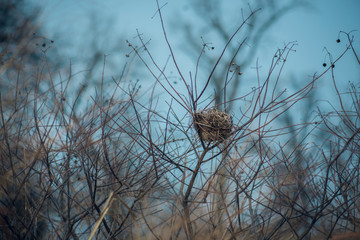 Fototapeta premium A single empty bird's nest sits alone in a thicket