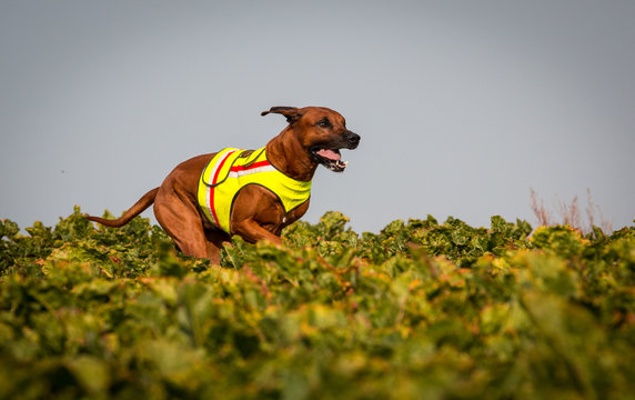 Rhodesian Ridgeback -Fuchsjagd