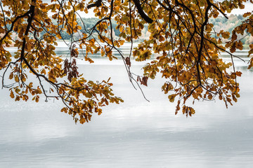 Осенние листья над водой © Dead_inside