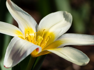 Close up shot of a Lady Jane tulip in full bloom