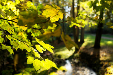 Detail of maple leaves in the autumn